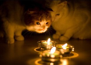 Коти, свічки, відключення світла, фото з вільних джерел