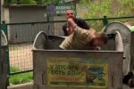 В Харькове наркоман обчистил кассу магазина и поймал мгновенную карму - "потерялся" в баке