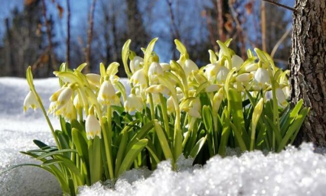 День проліска 19 квітня: історія весняного свята