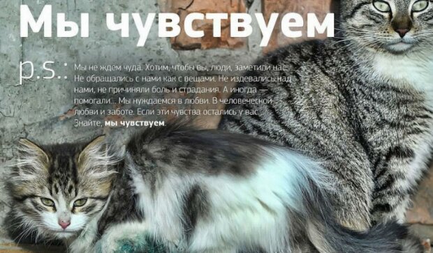 Бездомные кошки: тест на человечность (фото)