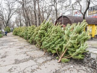 Продаж ялинок, скріншот: YouTube