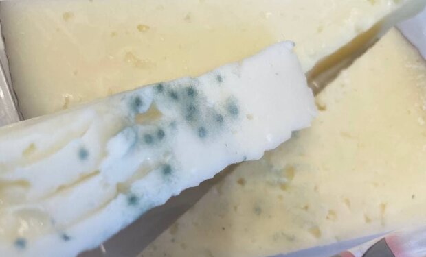 Сыр с плесенью, фото: Telegram