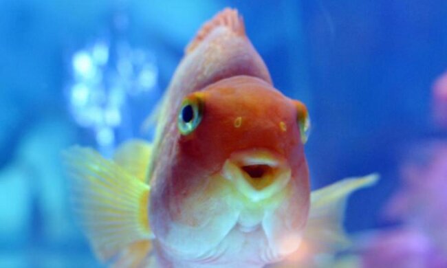 Несподівано: вчені розгадали таємницю золотих рибок