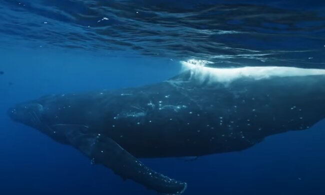 Кити, скріншот: Youtube