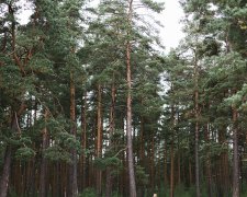 В лесу под Харьковом обнаружили обглоданные человеческие кости