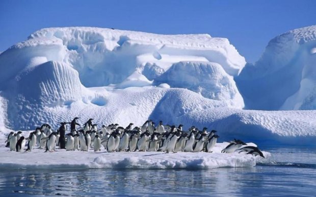 Пингвины на сотню лет "спрятали" уникальную картину