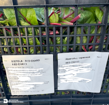 Зараженная зелень: фото Госпродпотребслужба