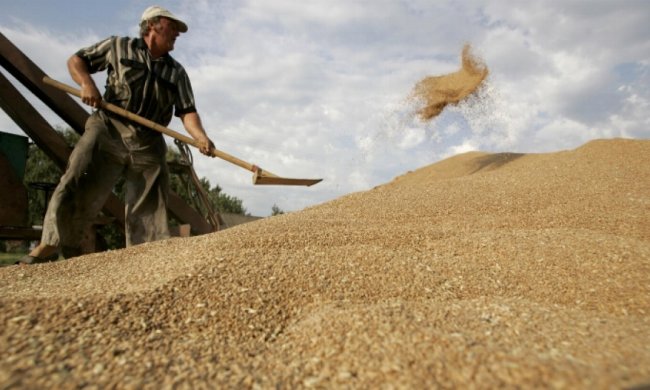 Вологе літо знищує врожай продовольчої пшениці на Херсонщині