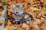 Котик осенью, 2Крота