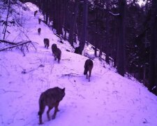 Криваві хижаки тероризують українців, Карпати стали небезпечними: "Кидаються не роздумуючи"