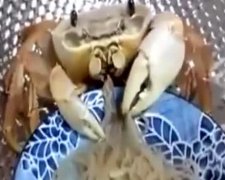 Краби виявилися справжніми гурманами (відео)