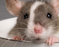 Туристам США пропонують випити кави у компанії гризунів