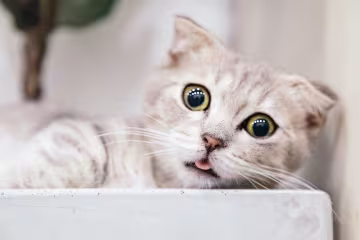 Чим годувати кота: корми