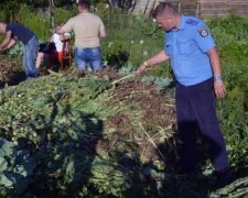 Полиция разоблачила очередной "наркокартель" пенсионерок