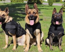 Прикордонна службова собака. Фото: Facebook