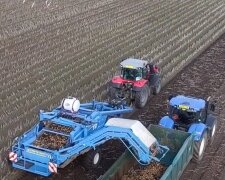 Збір врожаю картоплі, скріншот: Youtube