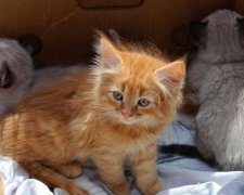 Дніпрянам заборонять купувати тварин