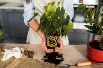 Пересадка квітів, зображення з вільних джерел