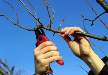 Обрезка деревьев, кадр из видео