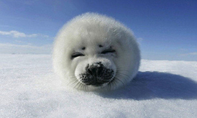 Анекдоты на 5 февраля рассмешат даже самых привередливых