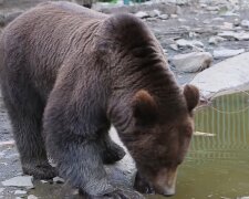 Бурий ведмідб: скріншот із відео