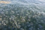 Полчища медуз на Азовському морі вивозять екскаваторами, тхне безбожно: відпочинок зіпсовано