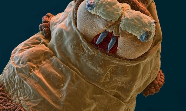 Голова личинки синьої мухи // фото Цікаві факти