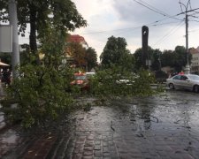 Бесноватая стихия поиздевалась над Львовом, снесло деревья и остановки, люди в панике