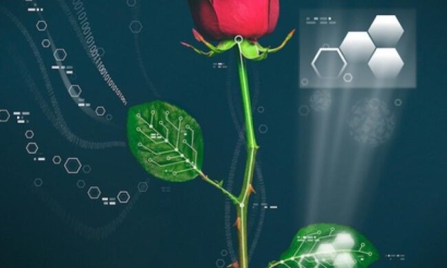 Шведи вживили мікросхеми в живу троянду