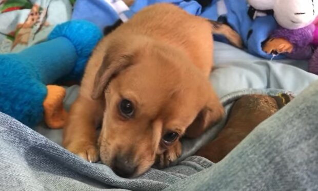 Настоящий единорог: волонтеры спасли щенка с необычной особенностью, видео