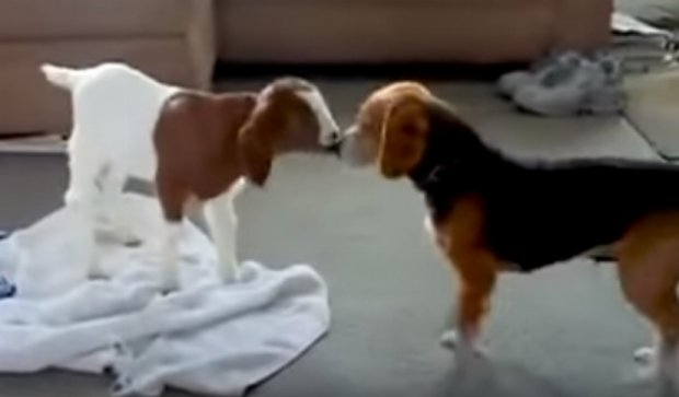 Знакомство пса с маленькой козочкой покорило YouTube