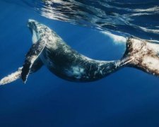 Впервые за 40 лет: охотники убили самое большое животное в мире