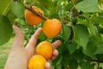 Травневі заморозки в Україні знищили урожай - доведеться забути про улюблені фрукти