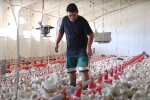 птицефабрика, скриншот из видео