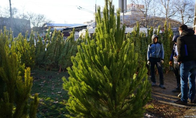 ялинковий базар