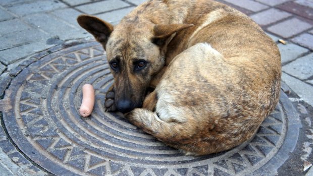 Умирали в страшных муках: живодерку, травившую собак, засекли камеры