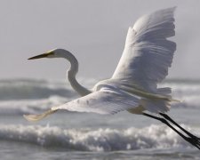 Під Одесою від морозу помирають білі чаплі