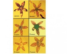 Ученые открыли древнейший вид цветов: фото