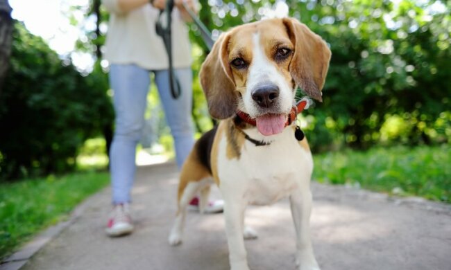 Продали на авторинку: пса, якого шукали всім Франківськом, повернули щасливому господареві, - зворушливі фото