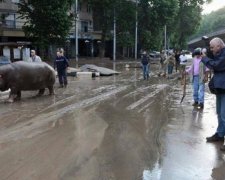 Через повінь в Грузії із зоопарку розбіглися тварини (фото)