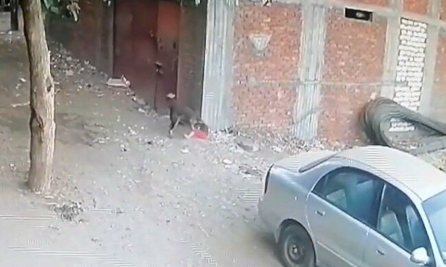 кішка врятувала дитину, скріншот з відео