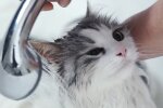 Купання кота, скріншот: YouTube