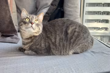 Котик, изображение: Знай.ua