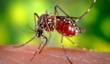 Невиліковний вірус Зіка дійшов до Данії
