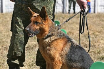 Под Днепром смелый пес вырвал из лап смерти 4-летнюю крошку: "жмет лапу" вся Украина