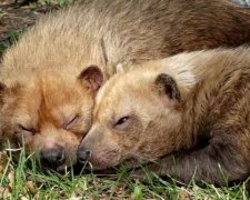 Звірятка із зоопарку Детройта відсвяткували День Святого Валентина (фото)
