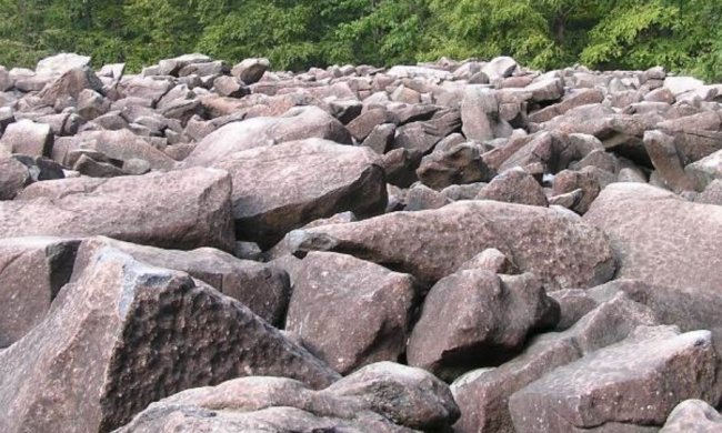 Камнеедки стали реальностью: новый вид существ шокировал научный мир