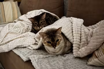Котики, фото: Знай.ua