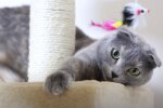 Кошка породы Scottish Fold. Фото: скриншот Youtube
