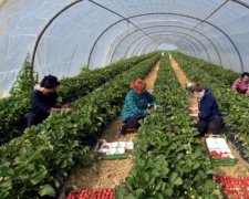 Не лише городники: поляки відкрили полювання на українських спеціалістів